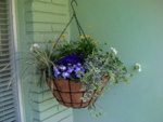 Hanging Basket of Blue and Yellow Flowers for Baby Shower