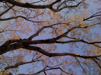 trees, orange leaves