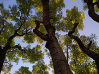trees, sinister feel